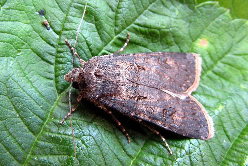 Agrotis segetum - vetési földibagoly