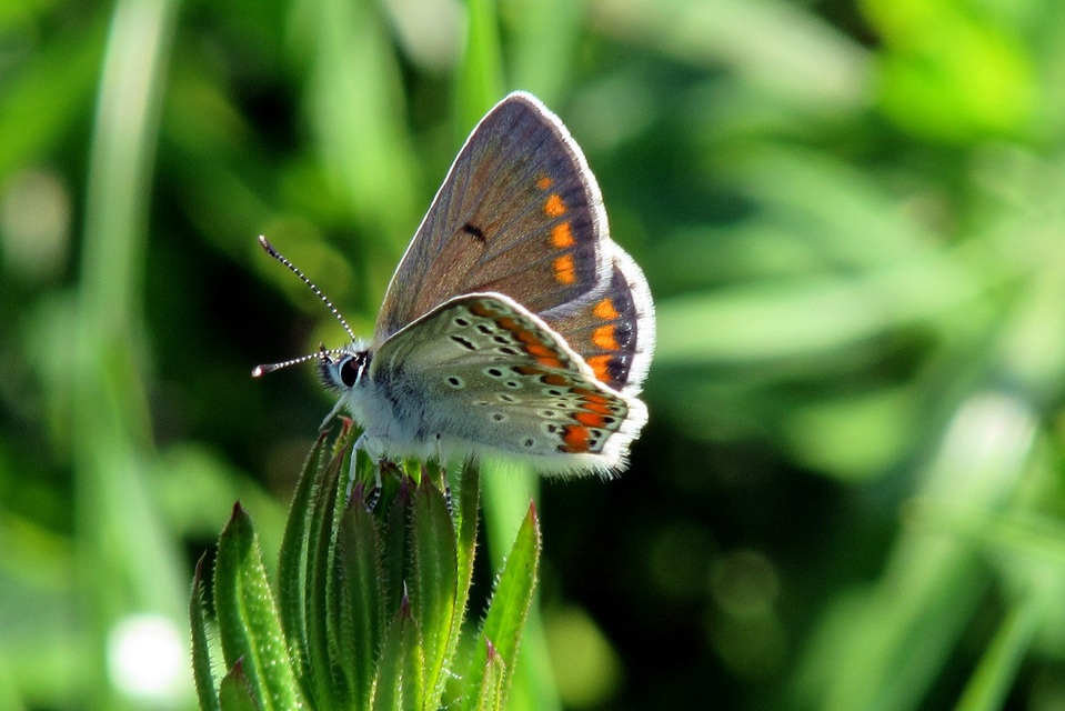 Aricia agestis - szerecsenboglárka