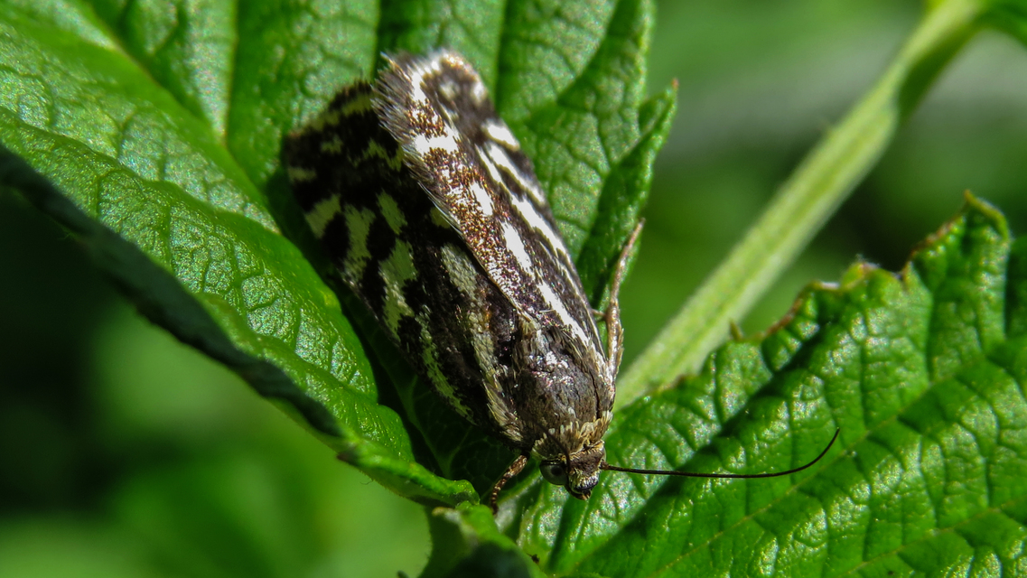 Emmelia trabealis - zebrabagoly