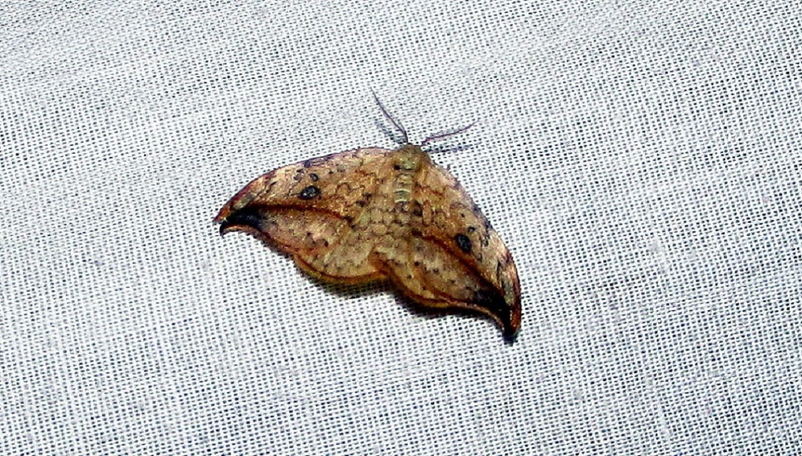 Drepana falcataria - nyárfa-sarlósszövő