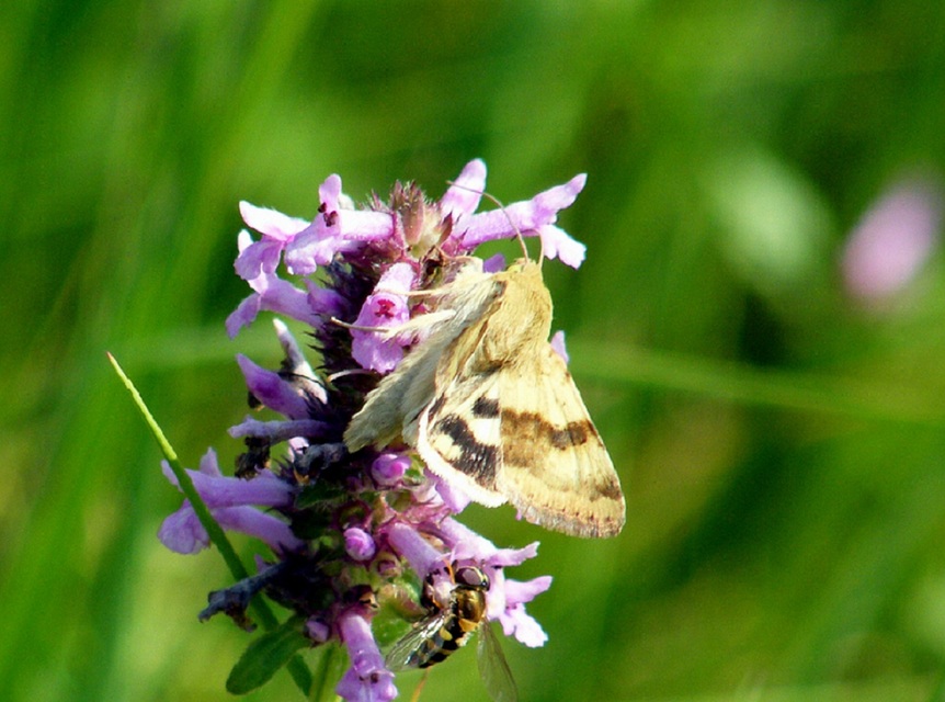 Heliothis viriplaca - mácsonyabagoly