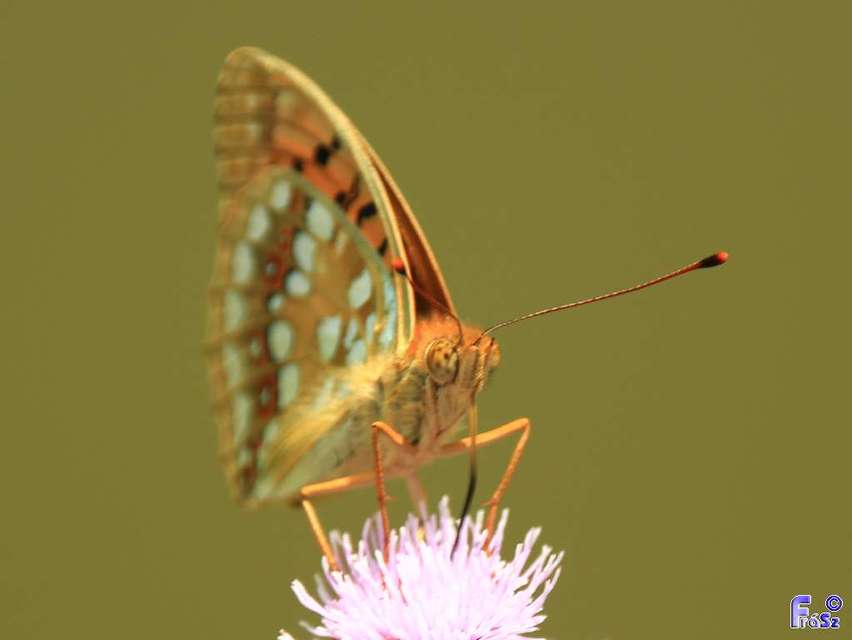 Argynnis adippe - ezüstös gyöngyházlepke