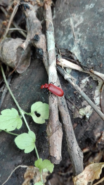 Pyrochroa serraticornis - közép-bíborbogár
