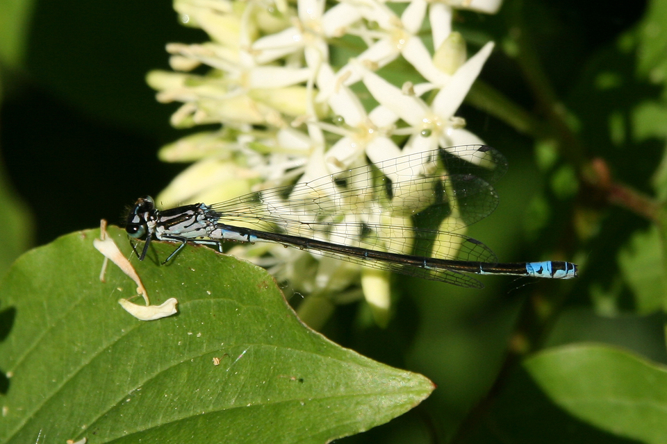 Coenagrion pulchellum - karcsú légivadász