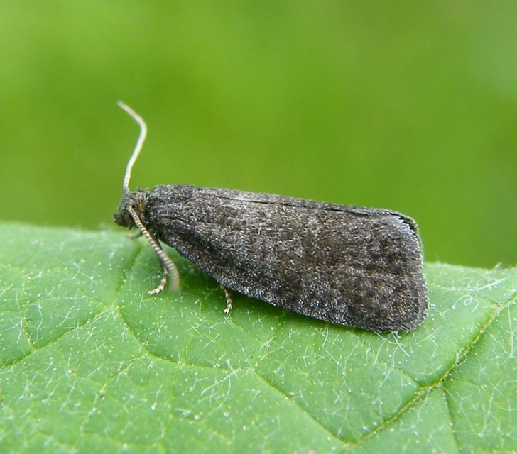 Neosphaleroptera nubilana - felhős sodrómoly