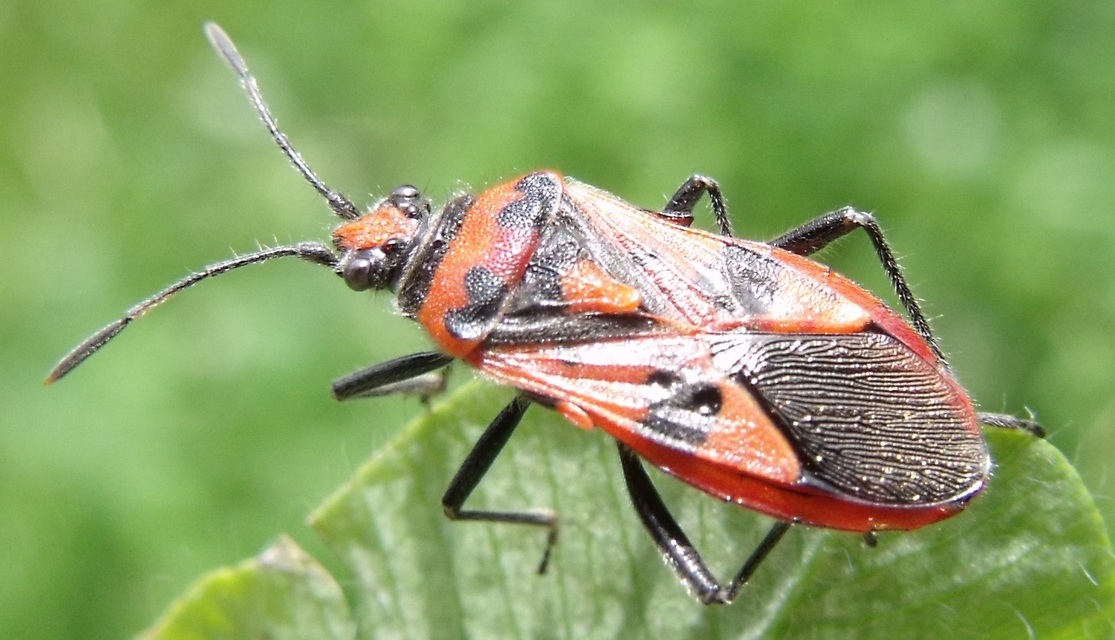 Corizus hyoscyami - piros karimáspoloska
