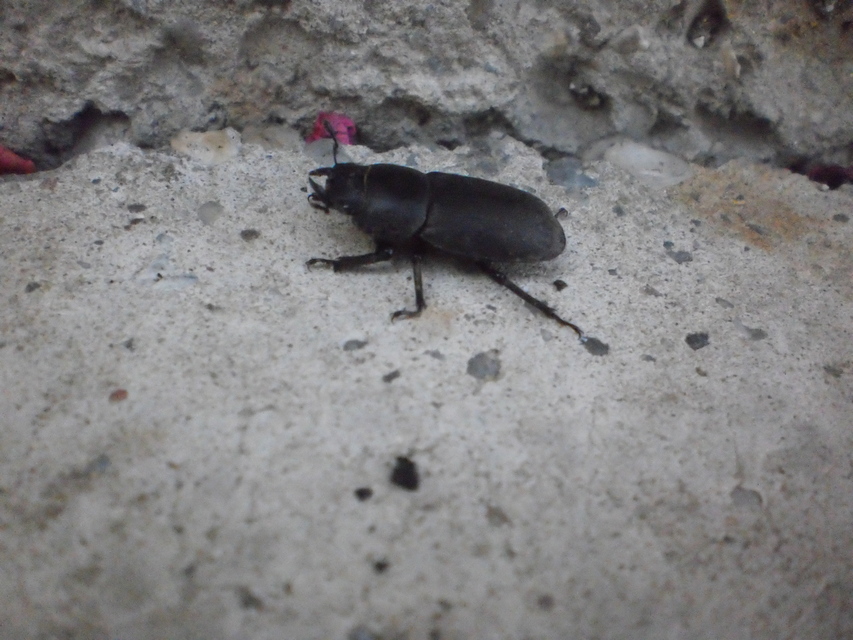 Dorcus parallelipipedus - kis szarvasbogár
