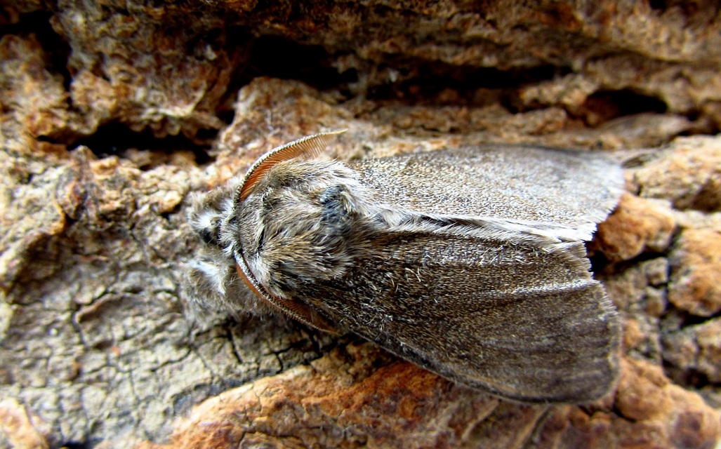 Calliteara pudibunda - hamvasszövő