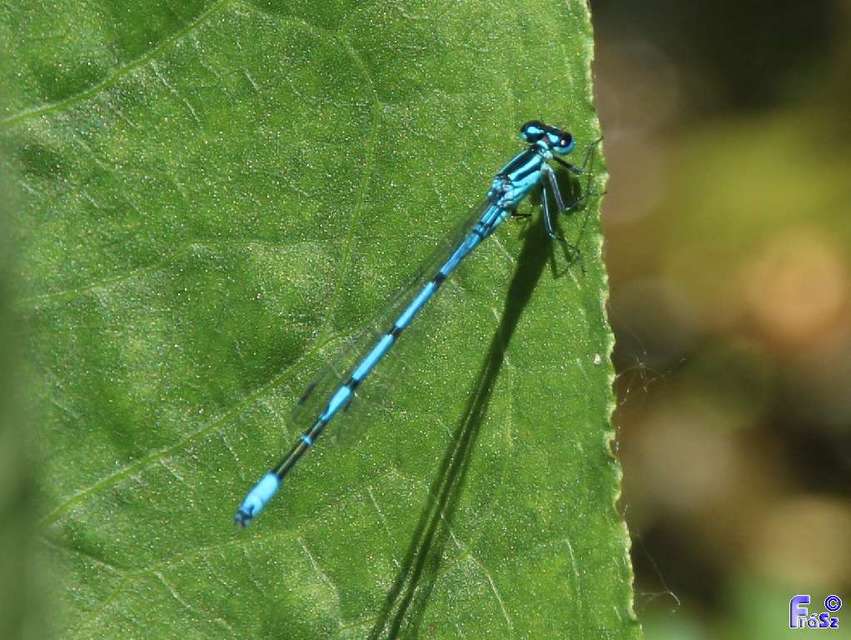 Coenagrion puella - azúrkék légivadász