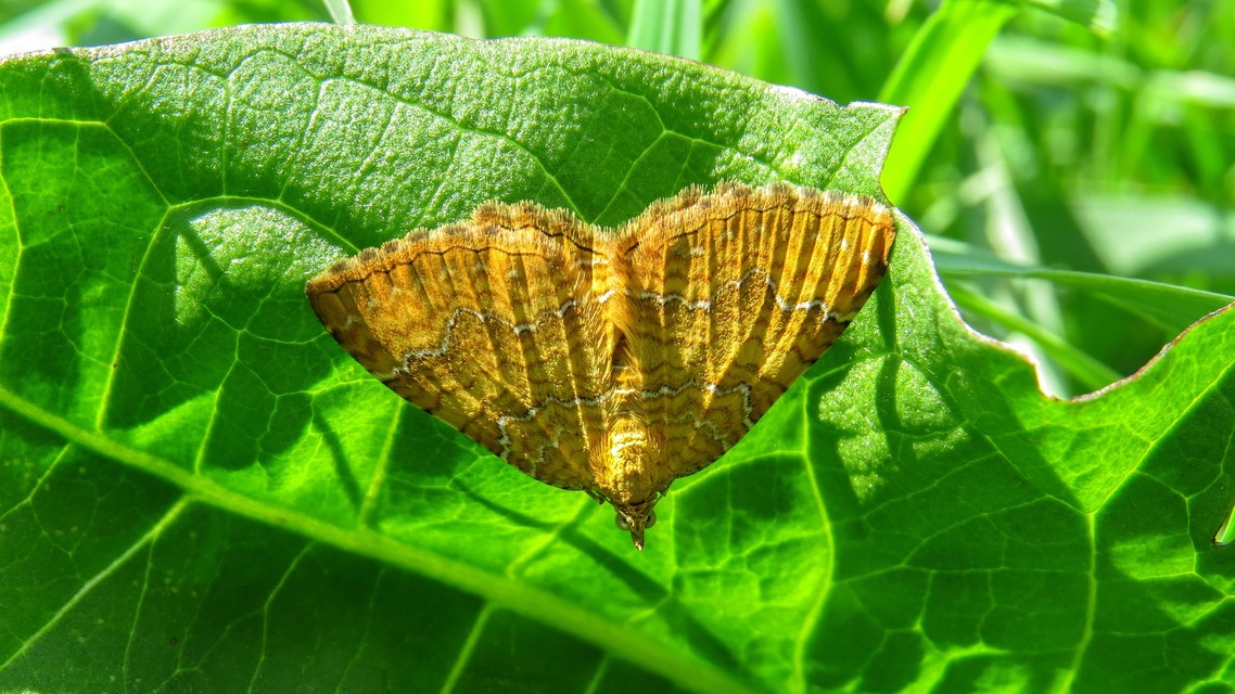Camptogramma bilineata - kétvonalas sávosaraszoló