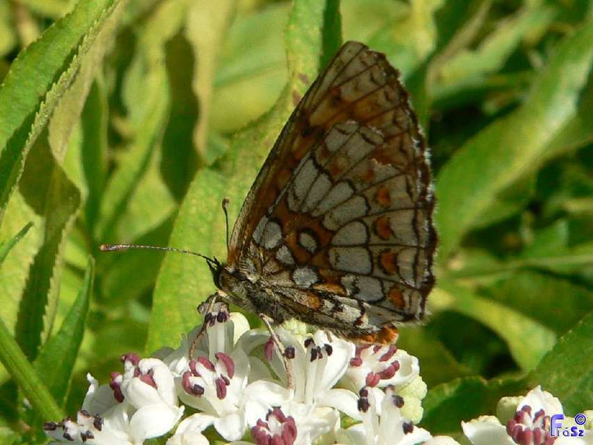 Melitaea athalia - közönséges tarkalepke
