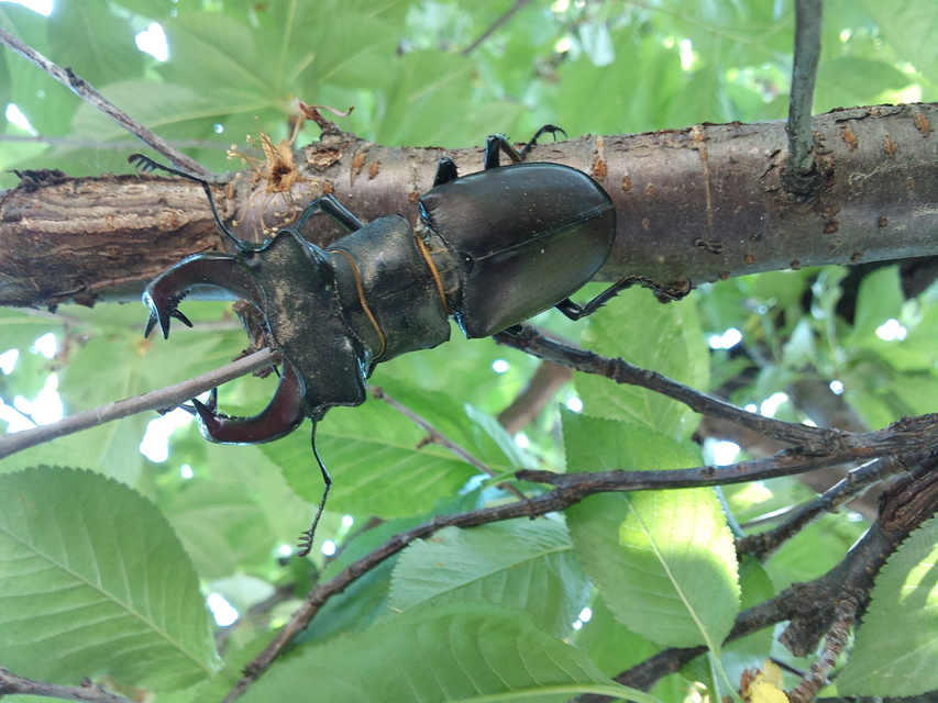 Lucanus cervus - nagy szarvasbogár
