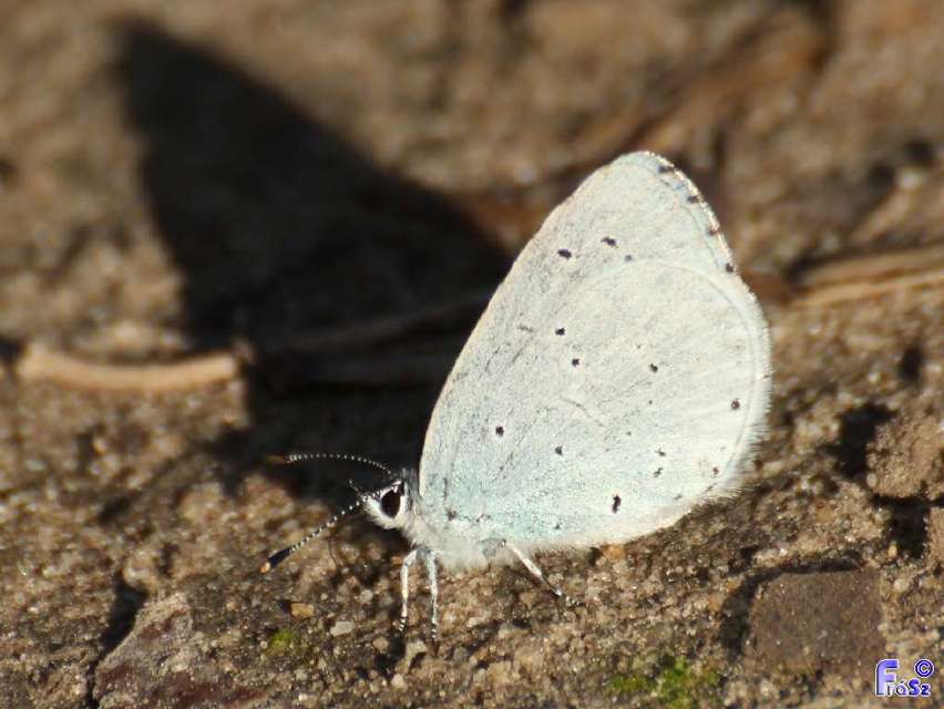 Celastrina argiolus - bengeboglárka