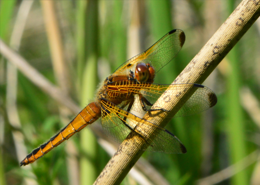 Libellula fulva - kisfoltos laposacsa