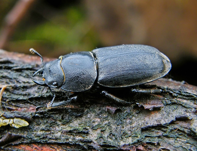 Dorcus parallelipipedus - kis szarvasbogár