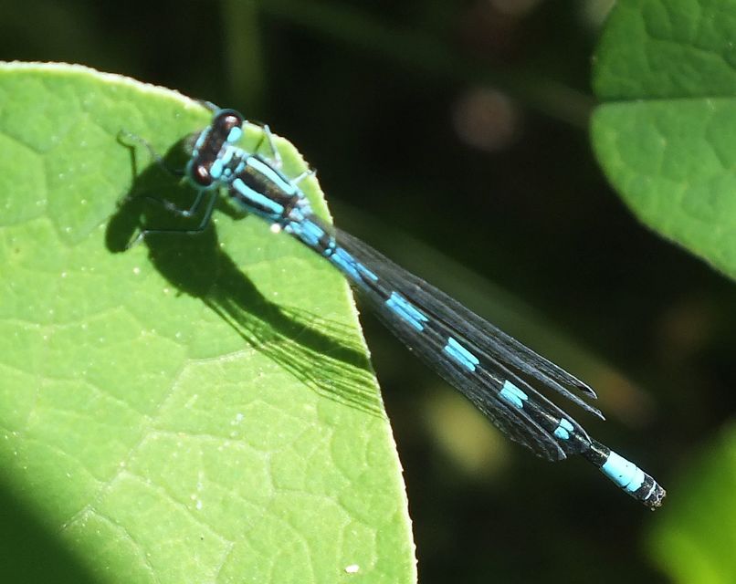 Coenagrion ornatum - díszes légivadász