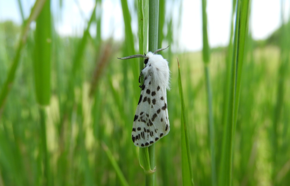 Hyphantria cunea - amerikai fehér medvelepke