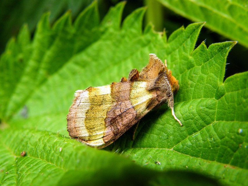 Diachrysia chrysitis - aranybagoly