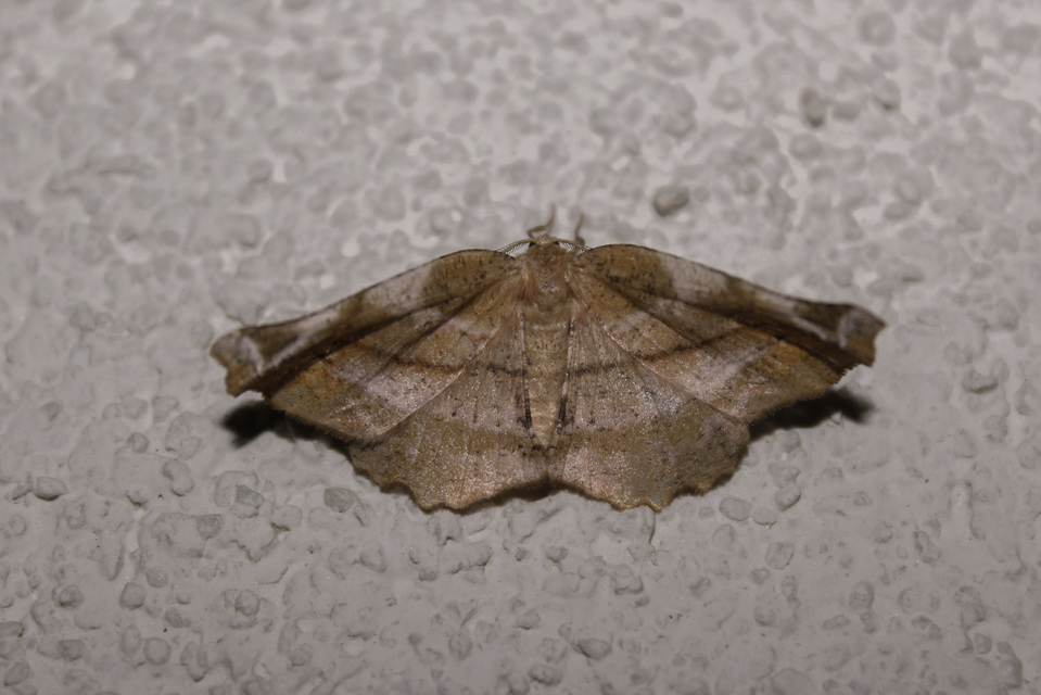 Apeira syringaria - orgona-araszoló