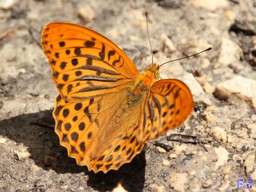 Argynnis paphia - nagy gyöngyházlepke