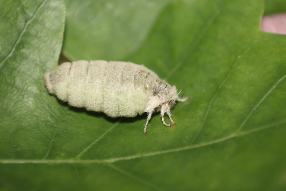 Orgyia antiqua - rozsdabarna kisszövő