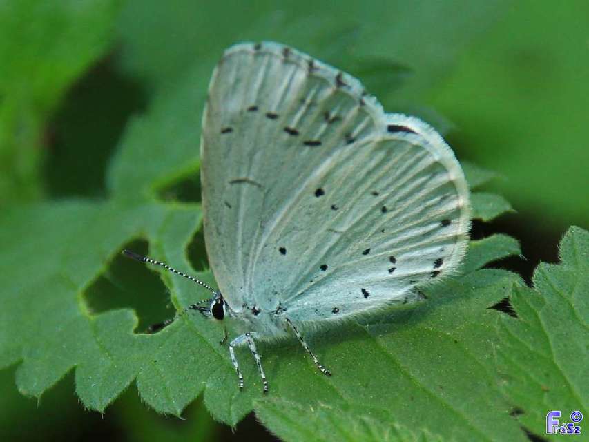 Celastrina argiolus - bengeboglárka