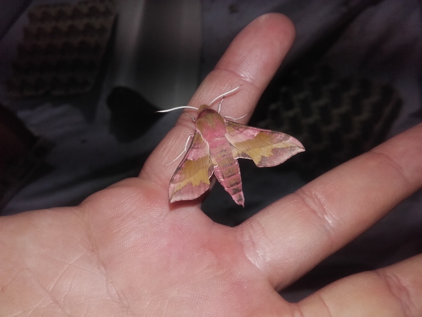 Deilephila porcellus - piros szender