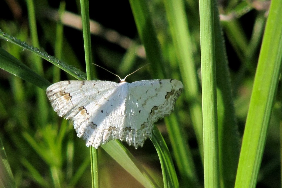 Scopula ornata - díszes fehéraraszoló