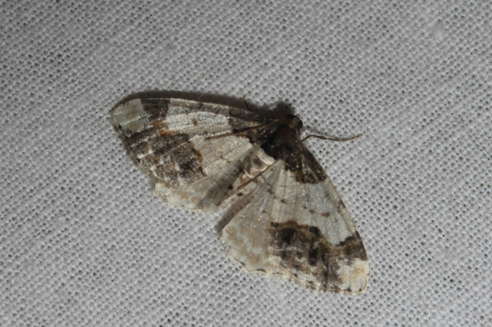 Ligdia adustata - barna levélaraszoló