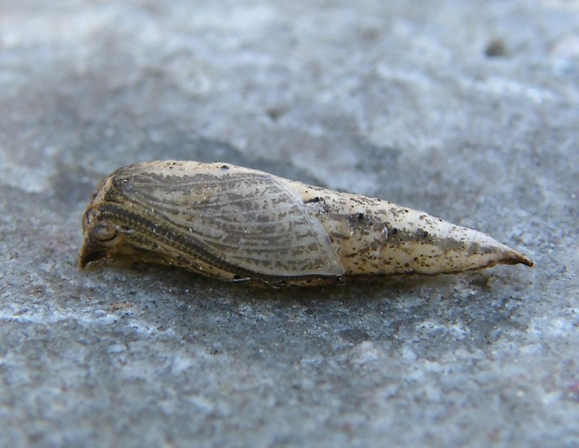 Timandra comae - piroscsíkos csipkésaraszoló
