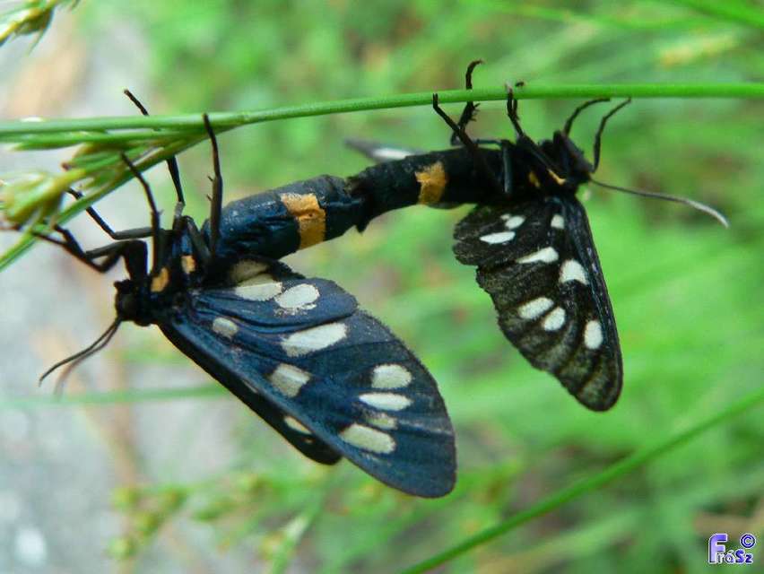 Amata phegea - fehérpettyes álcsüngőlepke