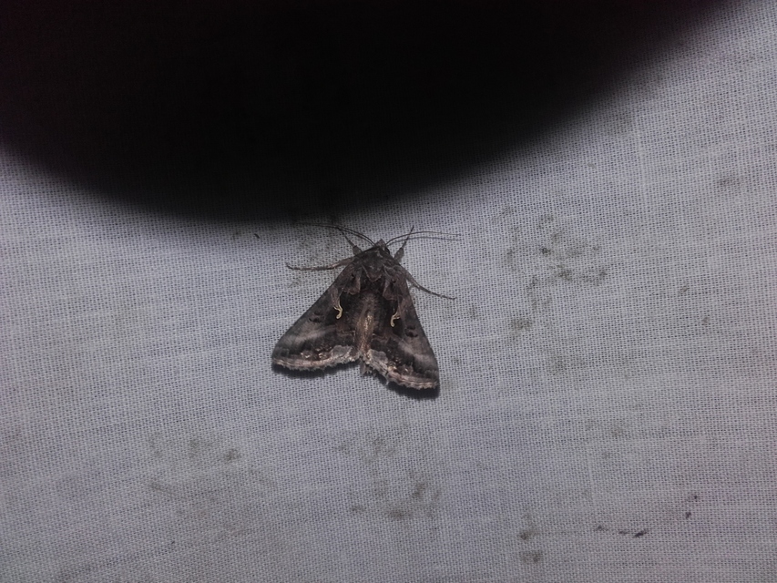Autographa gamma - gammalepke