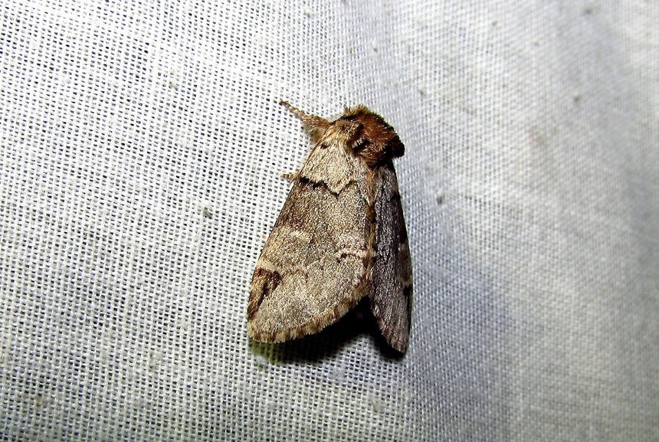 Drymonia obliterata - feketefoltos púposszövő