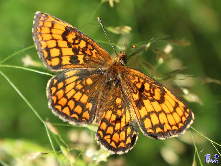 Melitaea athalia - közönséges tarkalepke