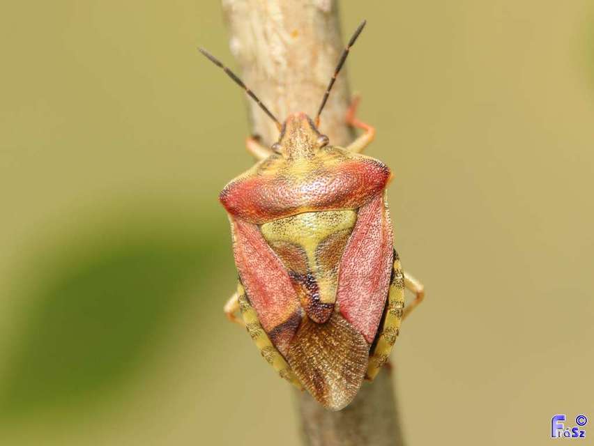 Carpocoris Carpocoris