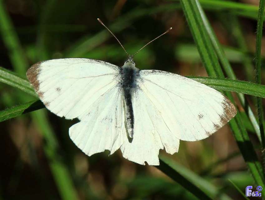 Pieris rapae - répalepke