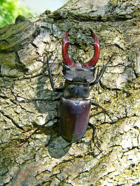 Lucanus cervus - nagy szarvasbogár