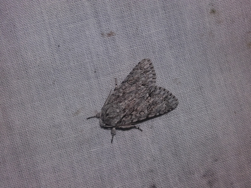 Acronicta aceris - vadgesztenye-szigonyosbagoly