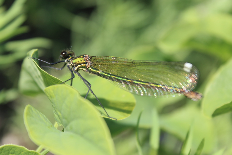 Calopteryx splendens - sávos szitakötő
