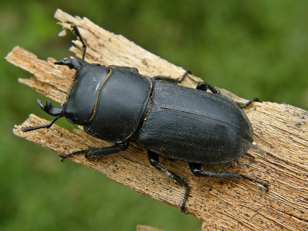 Dorcus parallelipipedus - kis szarvasbogár