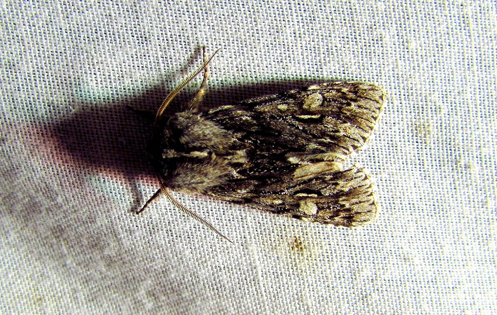 Brachionycha nubeculosa - zömök fésűsbagoly