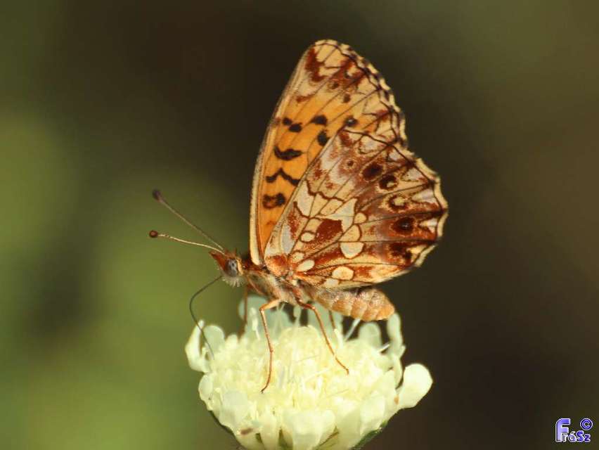 Boloria dia - kis gyöngyházlepke
