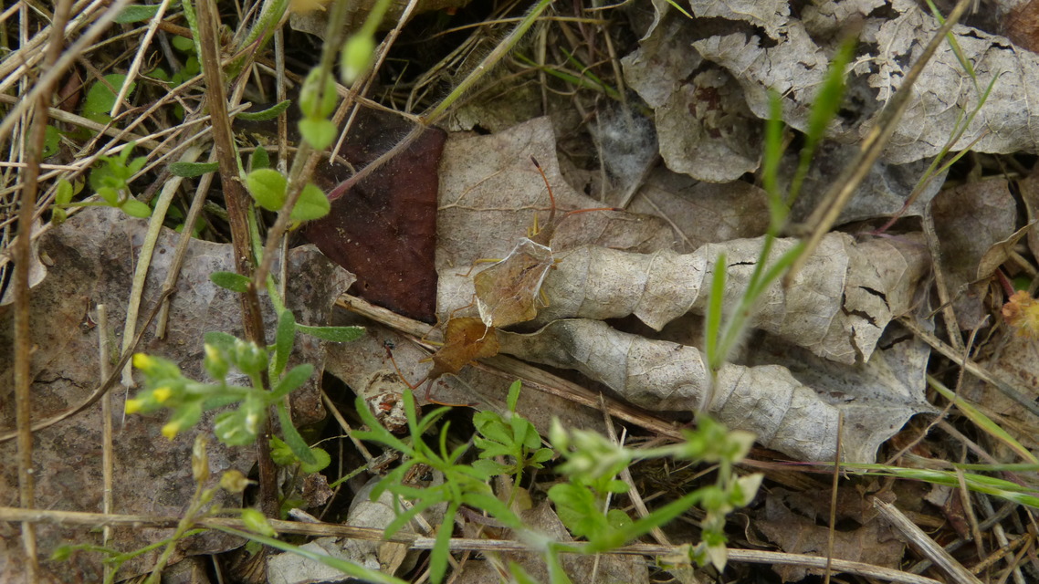 Syromastus rhombeus - vitorlás karimáspoloska