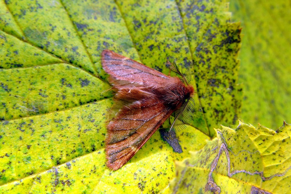 Ptilophora plumigera - tollas púposszövő