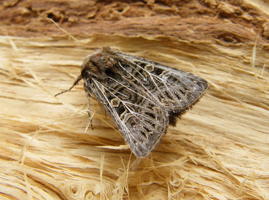 Tholera decimalis - közönséges fésűsbagoly