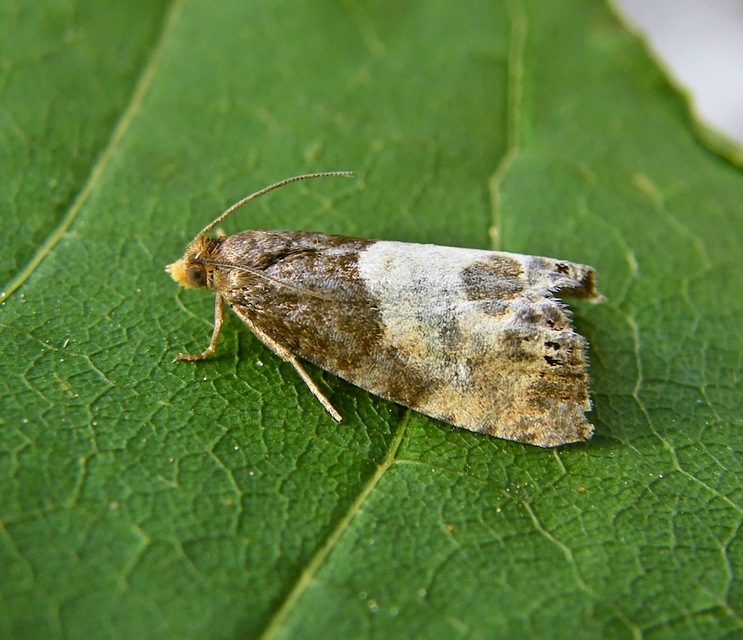 Notocelia cynosbatella - rózsahajtás-tükrösmoly