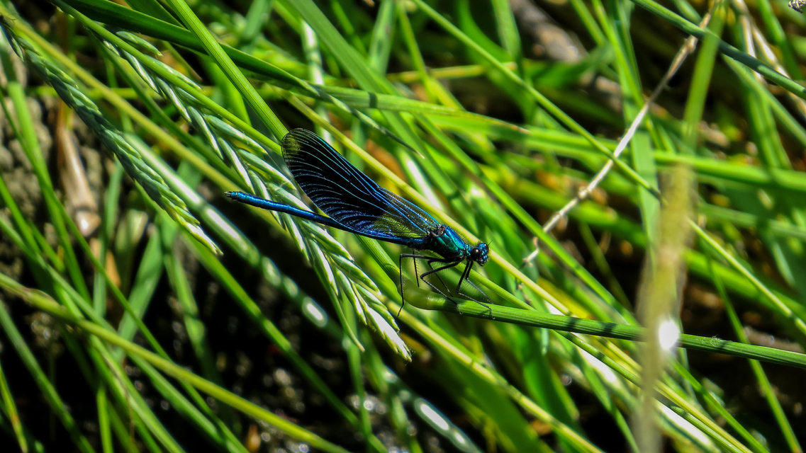 Calopteryx splendens - sávos szitakötő