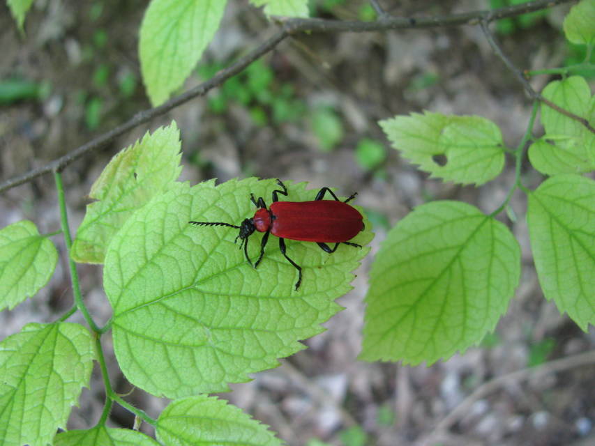 Pyrochroa coccinea - nagy bíborbogár