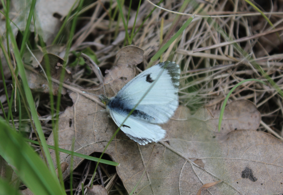 Anthocharis cardamines - hajnalpírlepke