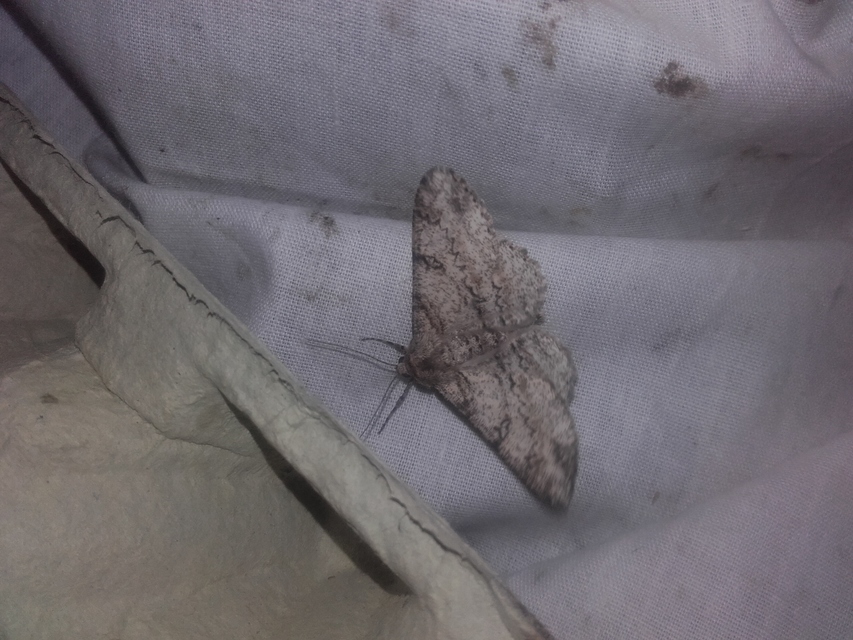 Ascotis selenaria - holdas faaraszoló